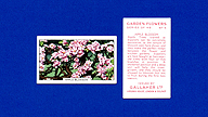 1938 Gallaher Garden Flowers #5 Apple Blossum