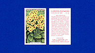 1938 Gallaher Garden Flowers #6 Polyanthus