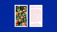 1938 Gallaher Garden Flowers #7 African Marigolds