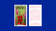 1938 Gallaher Garden Flowers #8 Gladiolus