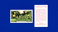 1938 Gallaher Garden Flowers #9 California Poppy